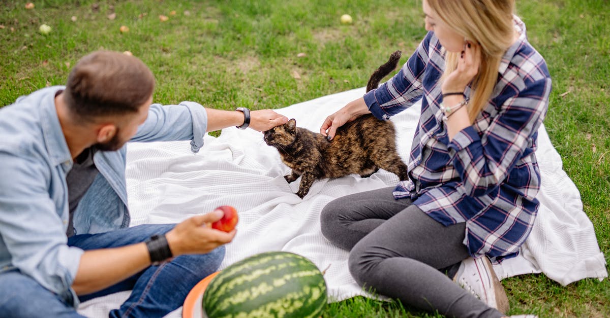 How to make XXL Watermelon Jell-O Shots without falling apart? - A Couple Petting a Cat How to make XXL Watermelon Jell-O Shots without falling apart? - A Couple Petting a Cat