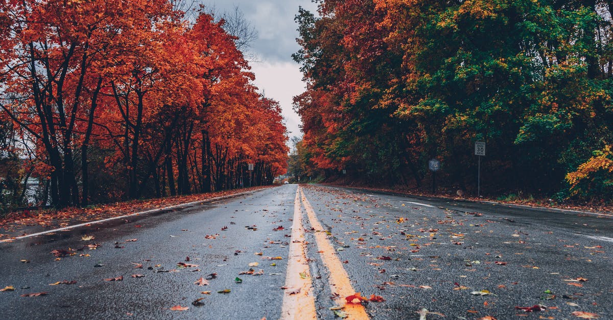 How to make your own maple extract? - Concrete Road Between Trees How to make your own maple extract? - Concrete Road Between Trees
