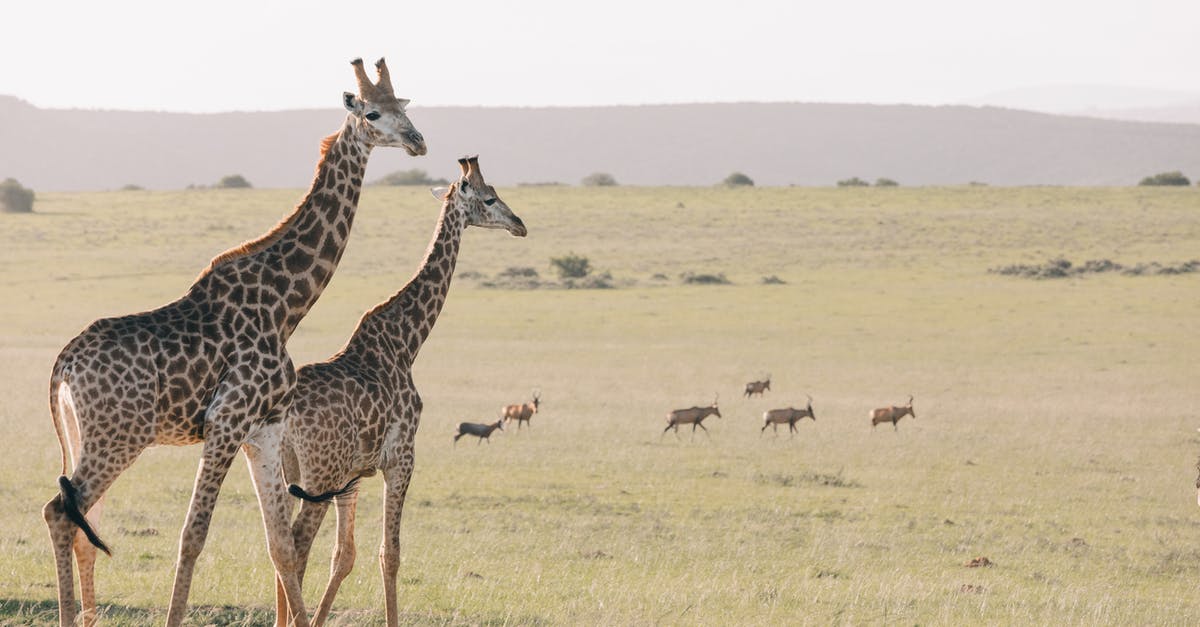 How to maximize and preserve horseradish potency without vinegar? - Flock of antelopes migrating through dry savanna with hills and bushes while wild giraffes walking in front How to maximize and preserve horseradish potency without vinegar? - Flock of antelopes migrating through dry savanna with hills and bushes while wild giraffes walking in front