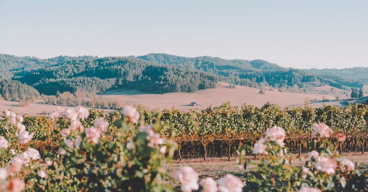 How to mount a ham? - Scenery view of blossoming bushes with gentle flowers against mountain under light sky on summer day in countryside How to mount a ham? - Scenery view of blossoming bushes with gentle flowers against mountain under light sky on summer day in countryside