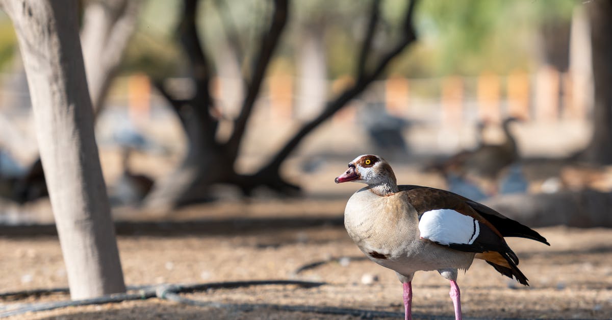 How to organize Goose and Duck for a Dinner? - White and Black Duck on Brown Concrete Floor How to organize Goose and Duck for a Dinner? - White and Black Duck on Brown Concrete Floor