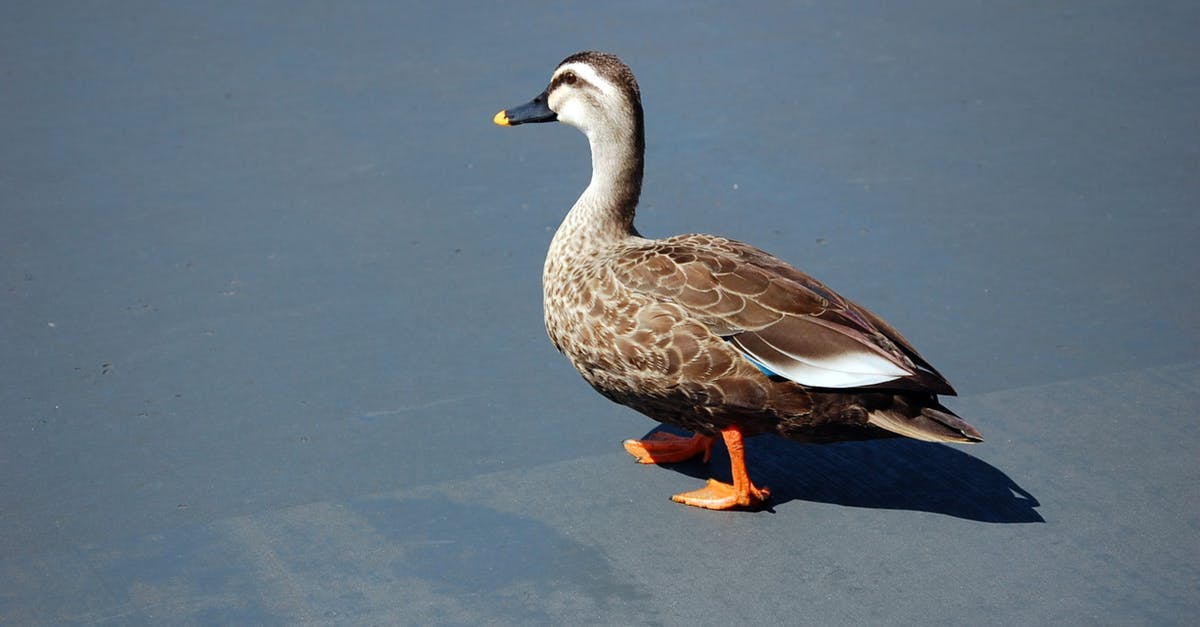 How to organize Goose and Duck for a Dinner? - Brown Duck on Blue Water How to organize Goose and Duck for a Dinner? - Brown Duck on Blue Water
