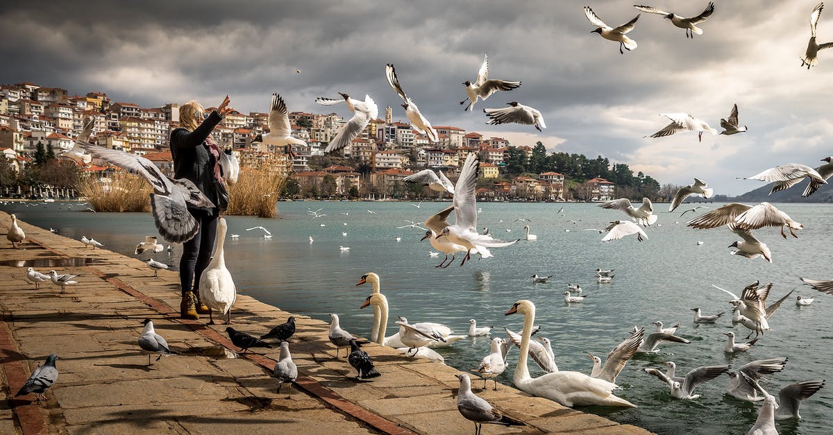 How to organize Goose and Duck for a Dinner? - Woman Wearing Black Jacket Standing Near Ocean With Swan and Birds How to organize Goose and Duck for a Dinner? - Woman Wearing Black Jacket Standing Near Ocean With Swan and Birds