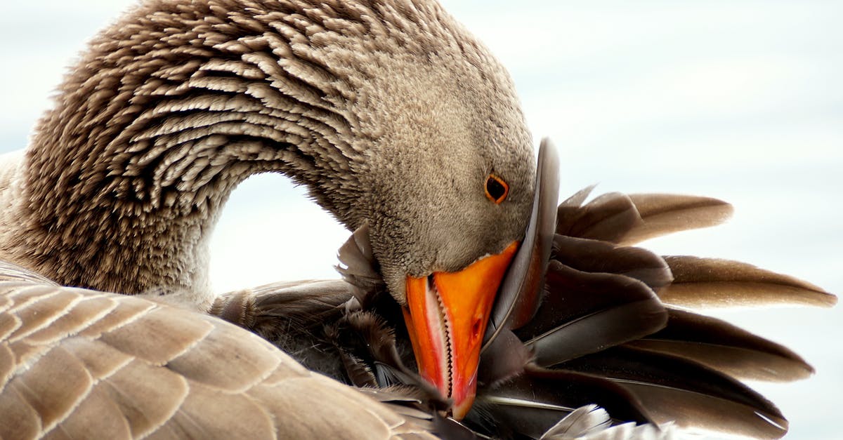 How to organize Goose and Duck for a Dinner? - Brown Bird Character How to organize Goose and Duck for a Dinner? - Brown Bird Character