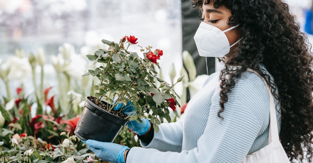 How to pick a good mango at a local store? - Crop black woman choosing potted flowers in florists shop How to pick a good mango at a local store? - Crop black woman choosing potted flowers in florists shop