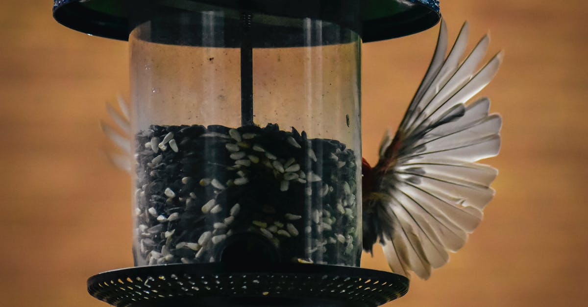 How to pick avocadoes with small seeds? - Bird eating seeds from bird feeder How to pick avocadoes with small seeds? - Bird eating seeds from bird feeder