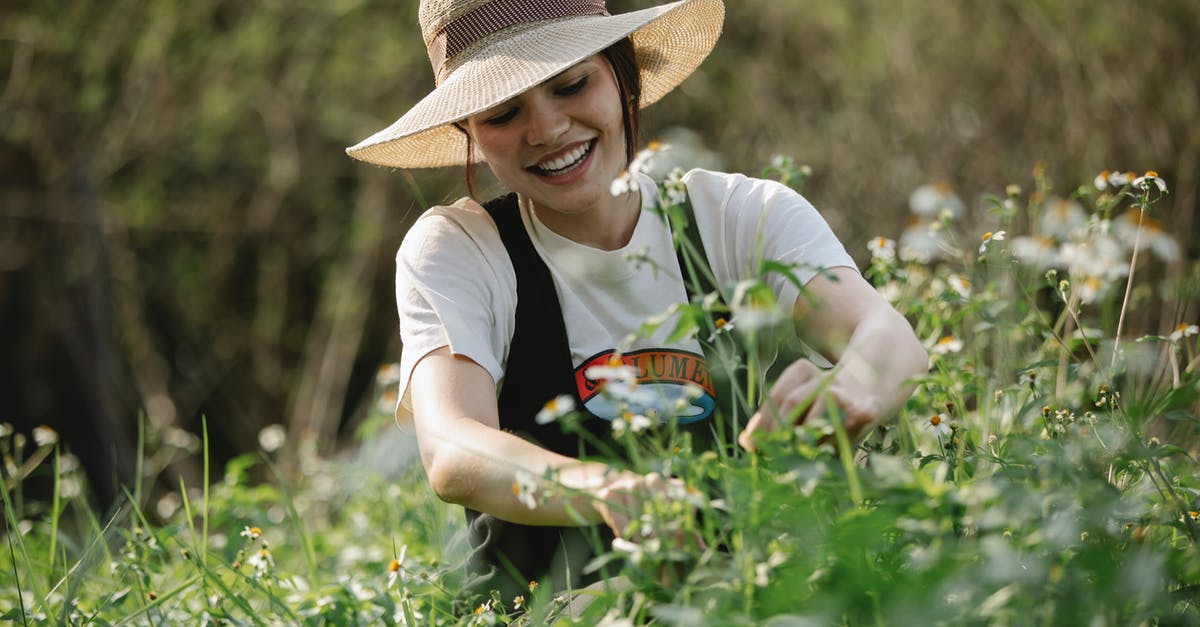 How to pick avocadoes with small seeds? - Cheerful female in headwear picking fresh small flowers on green stem while standing in nature against trees on blurred background How to pick avocadoes with small seeds? - Cheerful female in headwear picking fresh small flowers on green stem while standing in nature against trees on blurred background