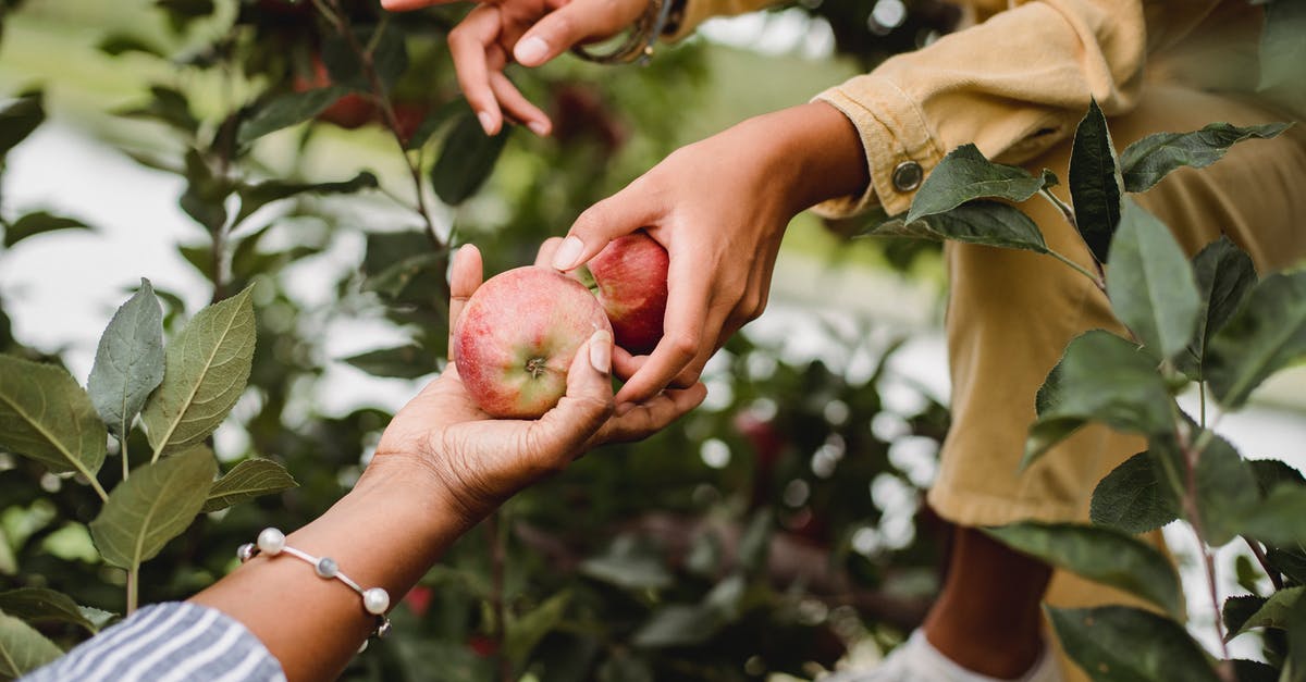 How to pick ripe plantains for maduros? - Crop anonymous ethnic female gardeners picking sweet fresh apples from tree on farmland in daylight How to pick ripe plantains for maduros? - Crop anonymous ethnic female gardeners picking sweet fresh apples from tree on farmland in daylight