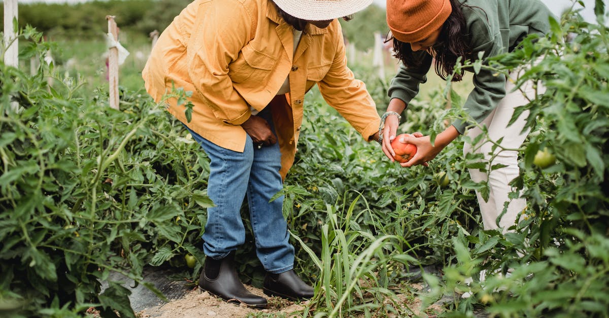 How to pick ripe plantains for maduros? - Side view of unrecognizable ethnic female gardeners in casual clothes and hats harvesting ripe vegetables in green plantation How to pick ripe plantains for maduros? - Side view of unrecognizable ethnic female gardeners in casual clothes and hats harvesting ripe vegetables in green plantation