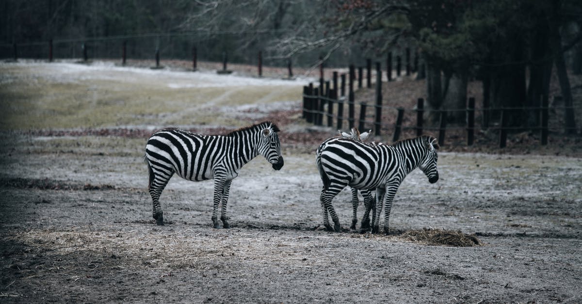 How to preserve coated popcorn? - Zebras grazing in pasture in reserve How to preserve coated popcorn? - Zebras grazing in pasture in reserve