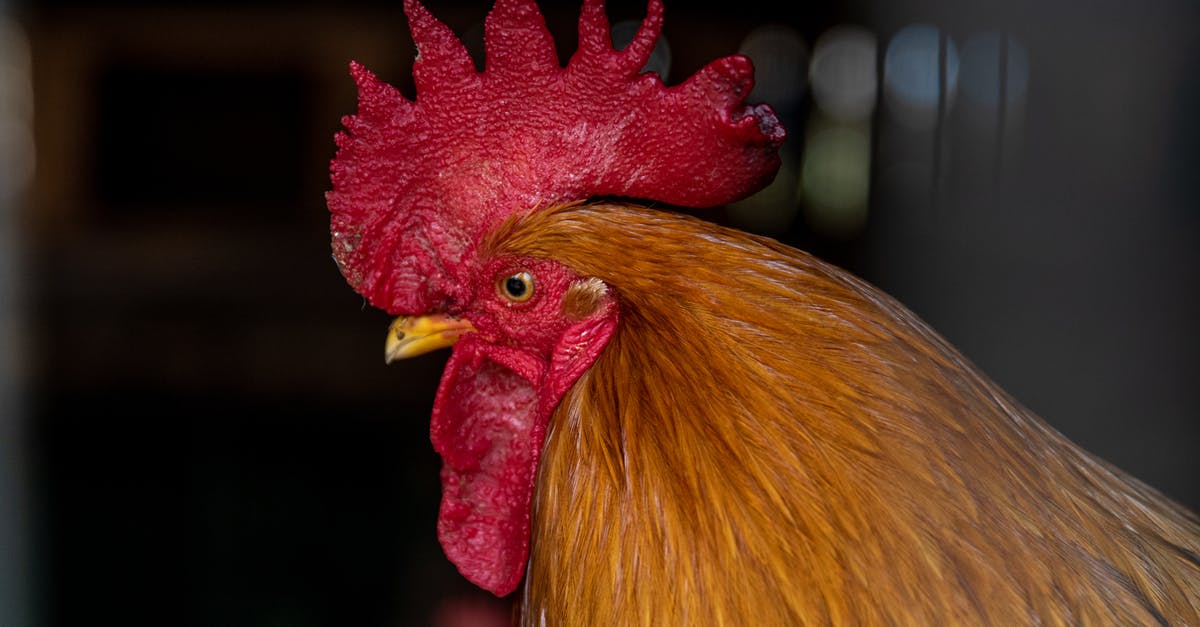 How to properly brown cut-up chicken breast pieces? - Comb and Wattle of Rooster How to properly brown cut-up chicken breast pieces? - Comb and Wattle of Rooster