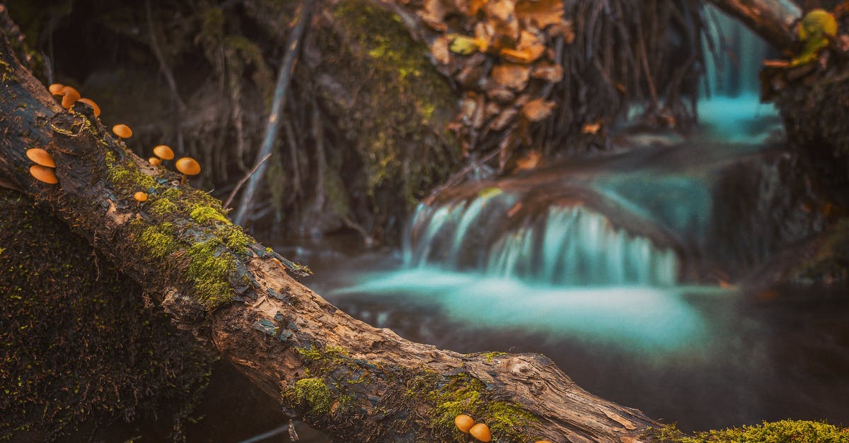 How to properly sauté mushrooms so that they don't release water? - Mushroom On Brown Tree Log How to properly sauté mushrooms so that they don't release water? - Mushroom On Brown Tree Log