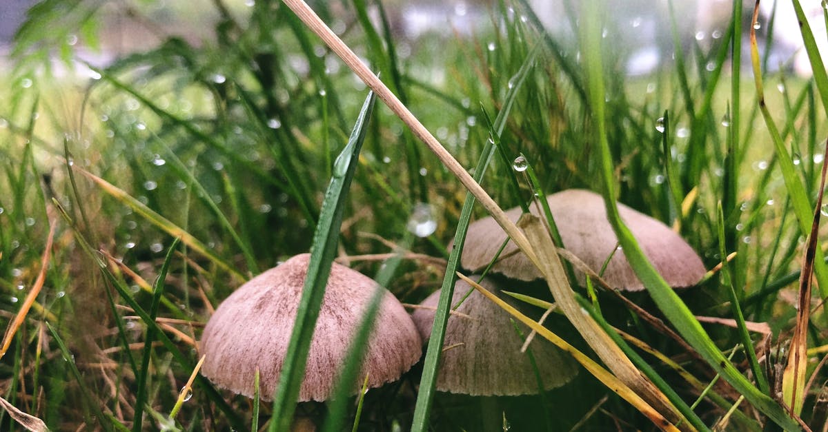 How to properly sauté mushrooms so that they don't release water? - Three Brown Buttom Mushrooms Beside Grasses How to properly sauté mushrooms so that they don't release water? - Three Brown Buttom Mushrooms Beside Grasses