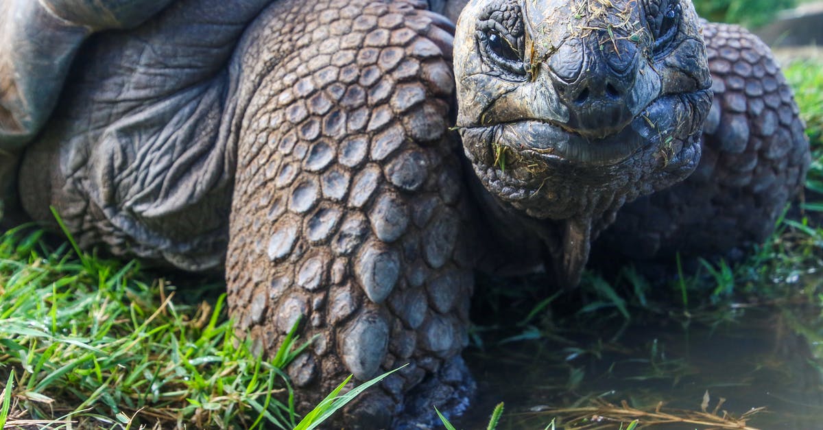 How to properly slow cook lamb's head? - Closeup Photo of Galapagos Tortoise How to properly slow cook lamb's head? - Closeup Photo of Galapagos Tortoise