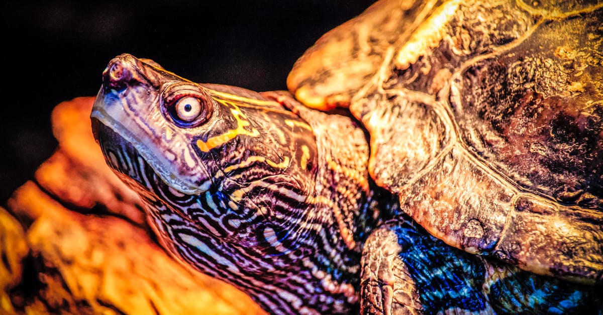 How to properly slow cook lamb's head? - Closeup Photo of Turtle How to properly slow cook lamb's head? - Closeup Photo of Turtle