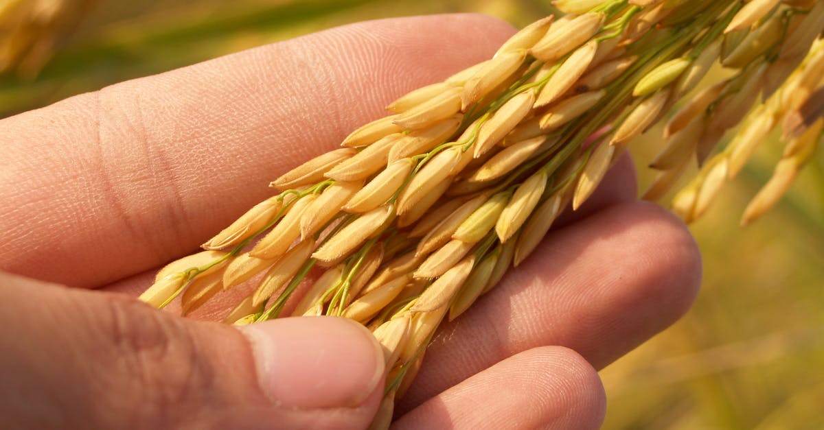 How to remove cardamom seeds from rice - Rice Grain How to remove cardamom seeds from rice - Rice Grain