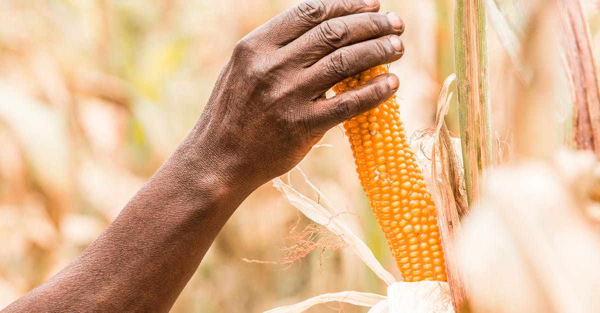 How to remove skin from field corn - Person Holding Corn from Its Tree