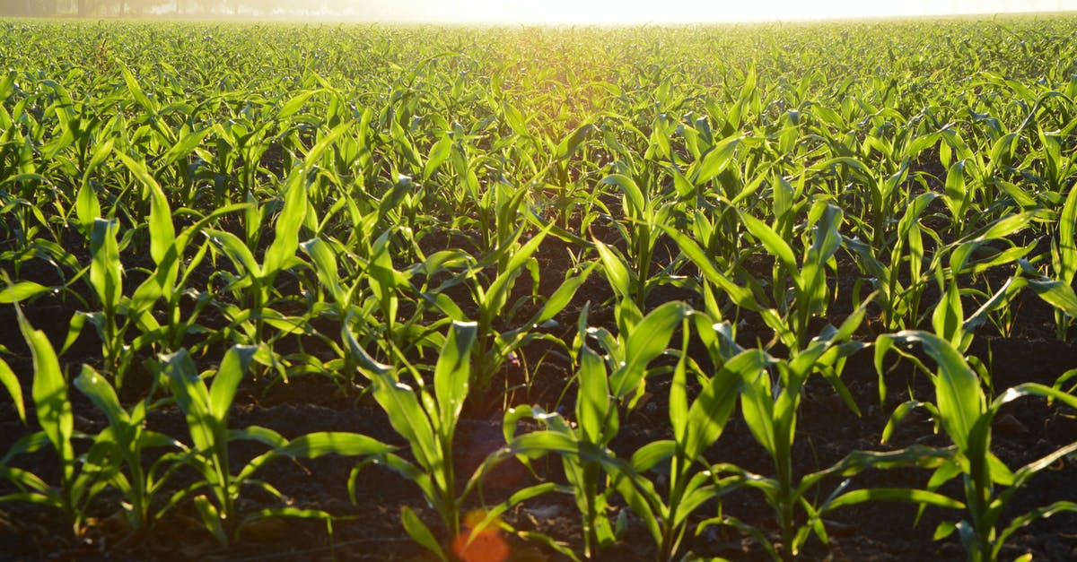 How to remove skin from field corn - Corn Field during Daytime