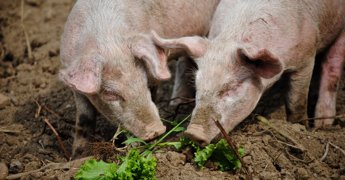 How to remove soil smell from beetroots? - From above of cute pigs sniffing fresh green leaves while grazing in rural area on sunny day How to remove soil smell from beetroots? - From above of cute pigs sniffing fresh green leaves while grazing in rural area on sunny day
