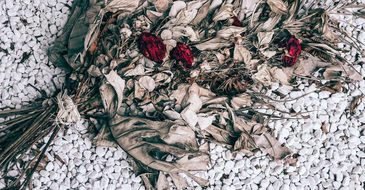 How to remove stem bits from dried rosemary - Top view of withered bouquet of red roses with dry leaves placed on stony ground in daytime