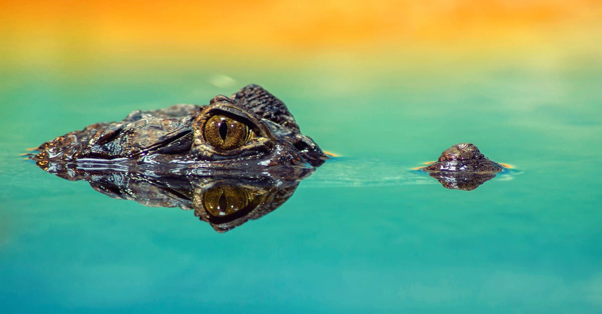 How to scale up modernist Potato Puree? - Crocodile on Still Body of Water How to scale up modernist Potato Puree? - Crocodile on Still Body of Water