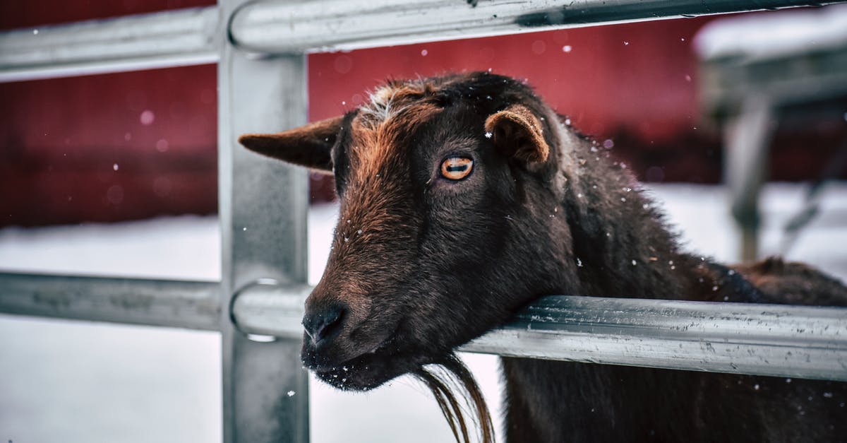 How to season minced/ground goat - Little brown goat with beard in corral standing at metal railing on farm on winter day How to season minced/ground goat - Little brown goat with beard in corral standing at metal railing on farm on winter day