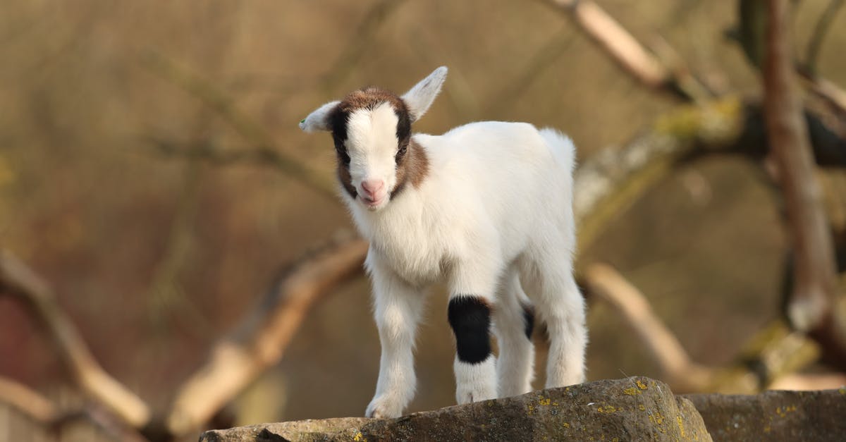How to season minced/ground goat - Little curious wild goat with soft ears in gray stone covered with moss on blurred background of branches of trees How to season minced/ground goat - Little curious wild goat with soft ears in gray stone covered with moss on blurred background of branches of trees