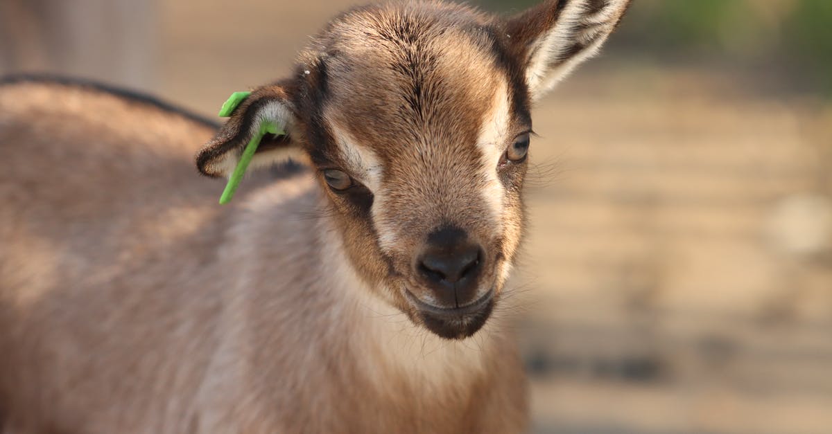How to season minced/ground goat - Adorable beige goat juvenile with tag on ear looking at camera on summer day on ranch How to season minced/ground goat - Adorable beige goat juvenile with tag on ear looking at camera on summer day on ranch