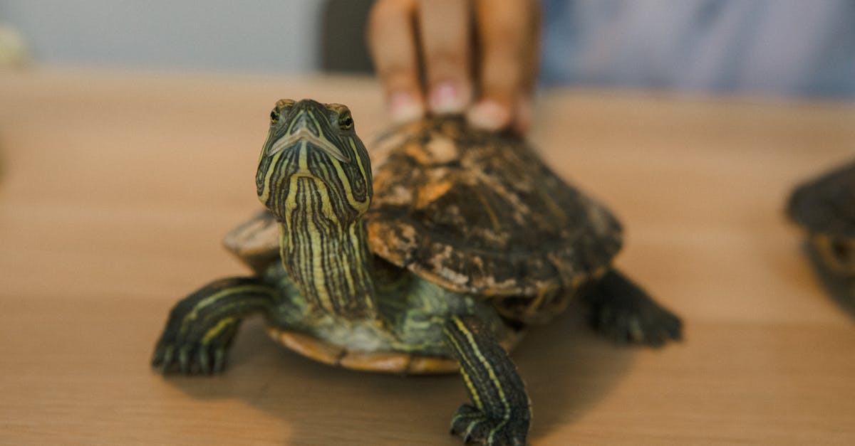 How to slow down evaporation when cooking? - Brown and Black Turtle on Brown Wooden Table How to slow down evaporation when cooking? - Brown and Black Turtle on Brown Wooden Table