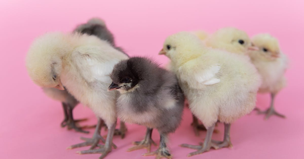 How to Sous Vide Chicken Wings? - Chicken on Pink Background How to Sous Vide Chicken Wings? - Chicken on Pink Background