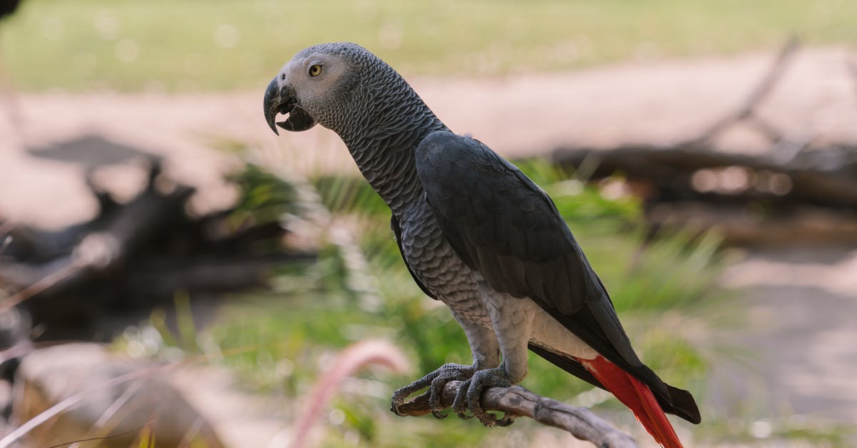How to Sous Vide Filet Mignon to Medium Rare - An African Gray Parrot Perched on Tree Branch How to Sous Vide Filet Mignon to Medium Rare - An African Gray Parrot Perched on Tree Branch