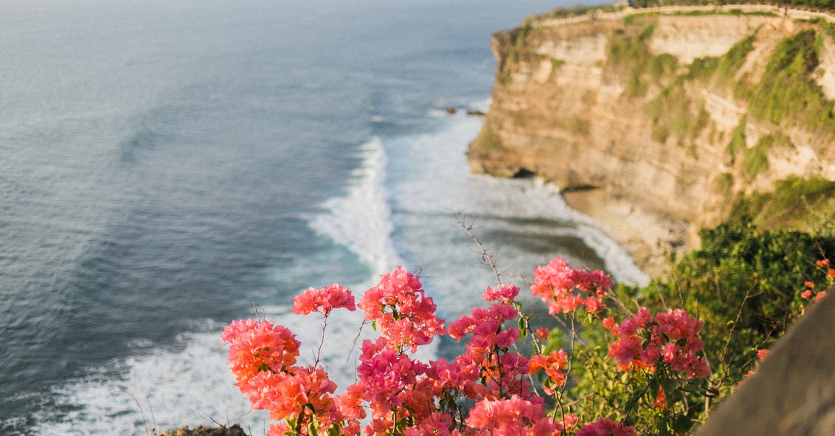 How to steep honeysuckle - Lush greenery and vibrant delicate pink flowers on top of steep rock above wavy endless ocean under clear sky How to steep honeysuckle - Lush greenery and vibrant delicate pink flowers on top of steep rock above wavy endless ocean under clear sky