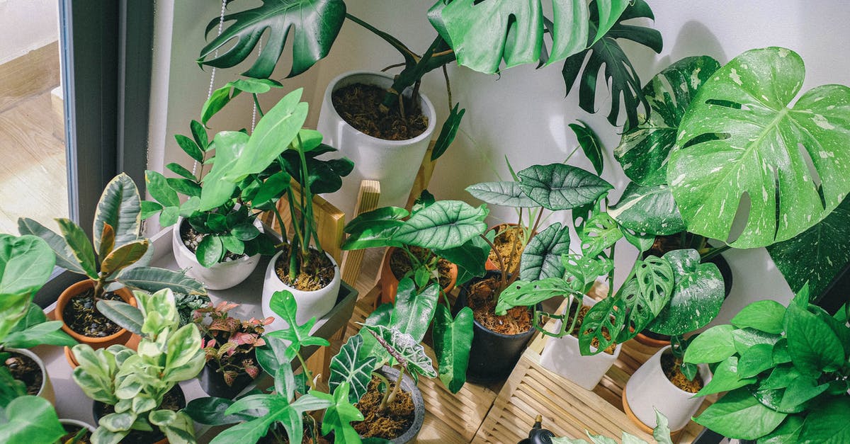 How to store Curry Leaves for many days? - Green Leaf Plant Lot How to store Curry Leaves for many days? - Green Leaf Plant Lot