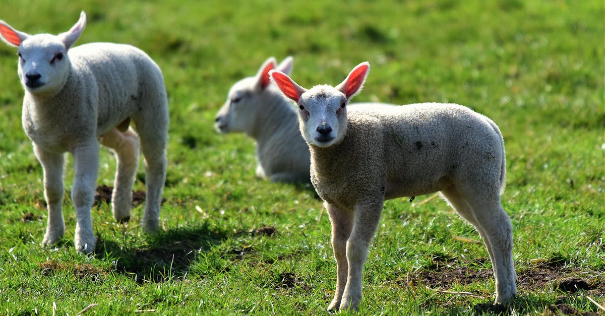 How to tell if stir fry lamb is done? - 