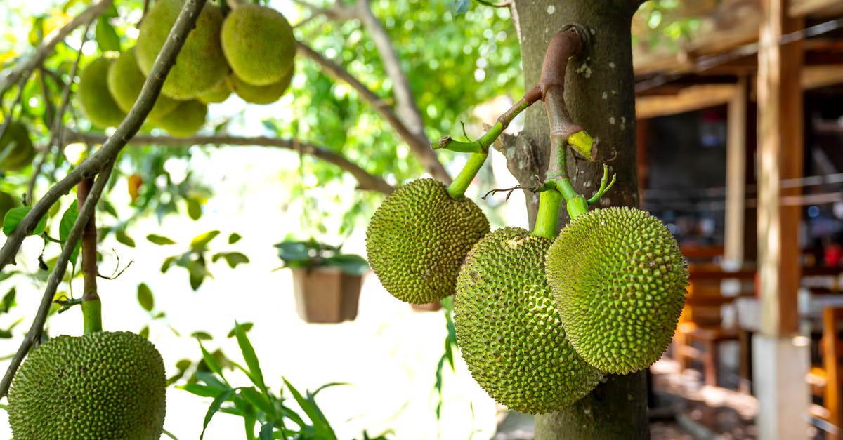 How to tell when a soursop is ripe - Green Fruit on Tree How to tell when a soursop is ripe - Green Fruit on Tree