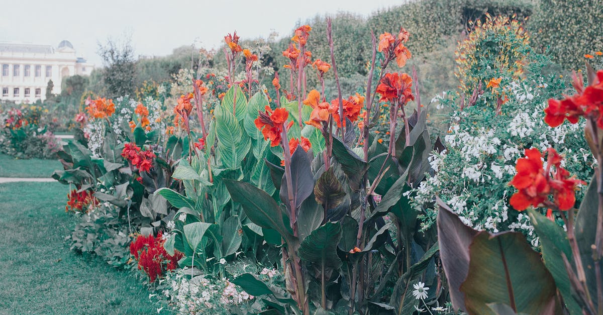 How to tenderize large squid? - Butterfly feeding colorful blooming flower nectar in garden in summer How to tenderize large squid? - Butterfly feeding colorful blooming flower nectar in garden in summer