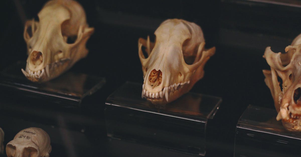 How to Use Frozen Bones for Bone Broth? - Brown Skull on Black Table