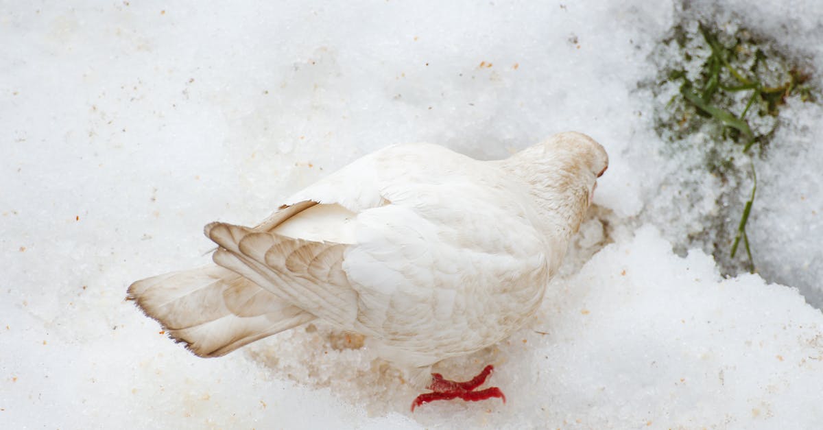 I have a frozen brown bear (roast?) from somewhere in Alaska - White pigeon looking for water on snowy terrain I have a frozen brown bear (roast?) from somewhere in Alaska - White pigeon looking for water on snowy terrain