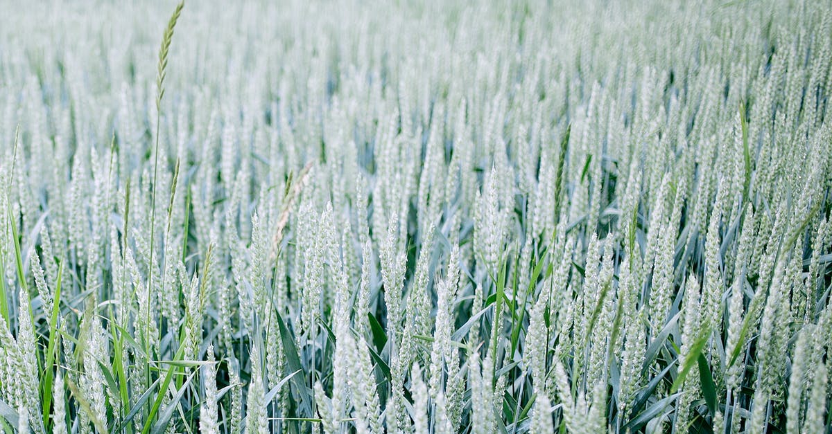 Identifying bulgur from cracked wheat - Agricultural field with wheat spikes in summertime Identifying bulgur from cracked wheat - Agricultural field with wheat spikes in summertime