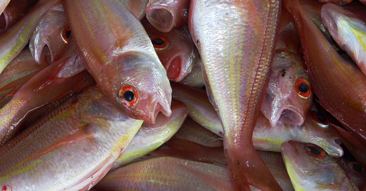 In uk, can I buy fresh fish directly off the boat? [closed] - Group of Pink and White Fish