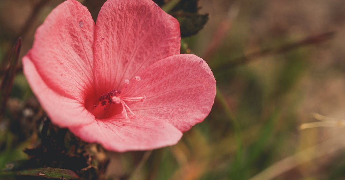 (Intentionally) Mixed Texture 'Scrambled Eggs' - Red Petaled Flower in Bloom (Intentionally) Mixed Texture 'Scrambled Eggs' - Red Petaled Flower in Bloom