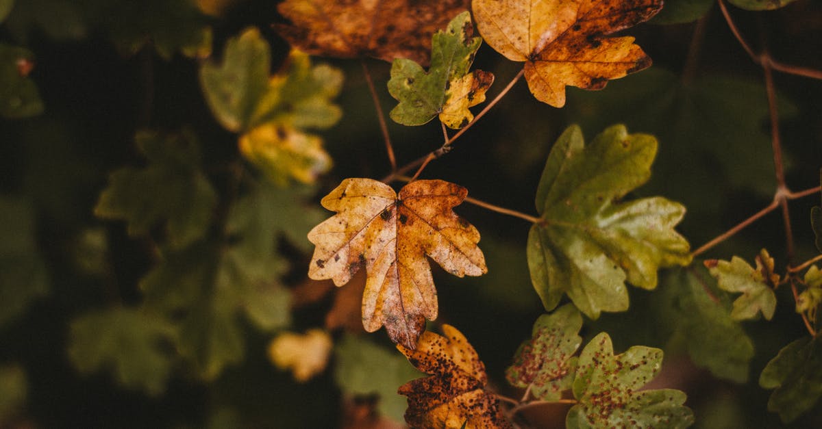 Is a broccoli that already turned yellow anyhow harmful? - Small wet multicolored maple leaves growing on thin tree branches in early autumn on blurred background