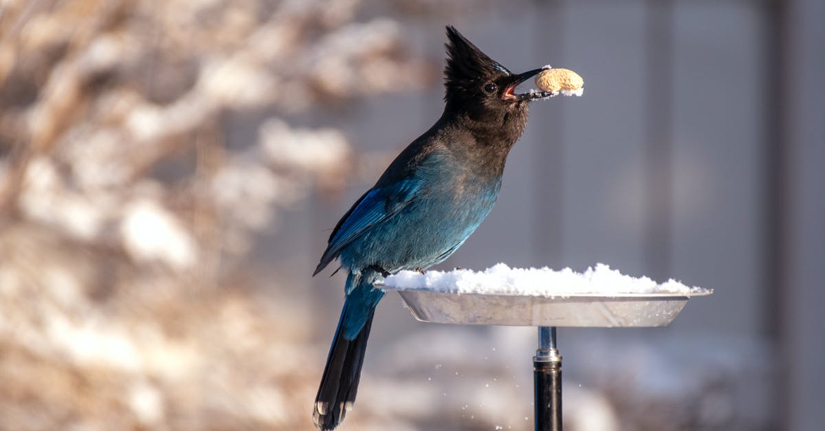 Is a peanut a nut? - Shallow Focus Photography of Blue and Black Bird Is a peanut a nut? - Shallow Focus Photography of Blue and Black Bird