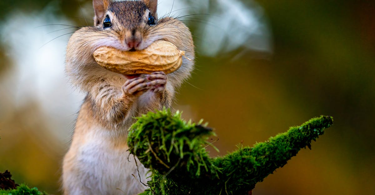 Is a peanut a nut? - Adorable chipmunk with peanut in nature Is a peanut a nut? - Adorable chipmunk with peanut in nature