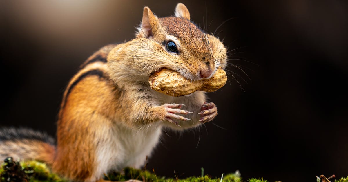 Is a peanut a nut? - Fluffy little striped omnivore chipmunk eating nut sitting on green moss in nature Is a peanut a nut? - Fluffy little striped omnivore chipmunk eating nut sitting on green moss in nature