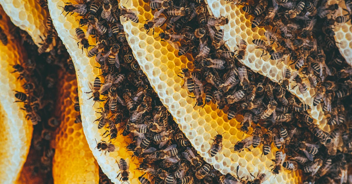Is all bee's honey the same? - Yellow and Black Bees on Brown and Black Textile Is all bee's honey the same? - Yellow and Black Bees on Brown and Black Textile