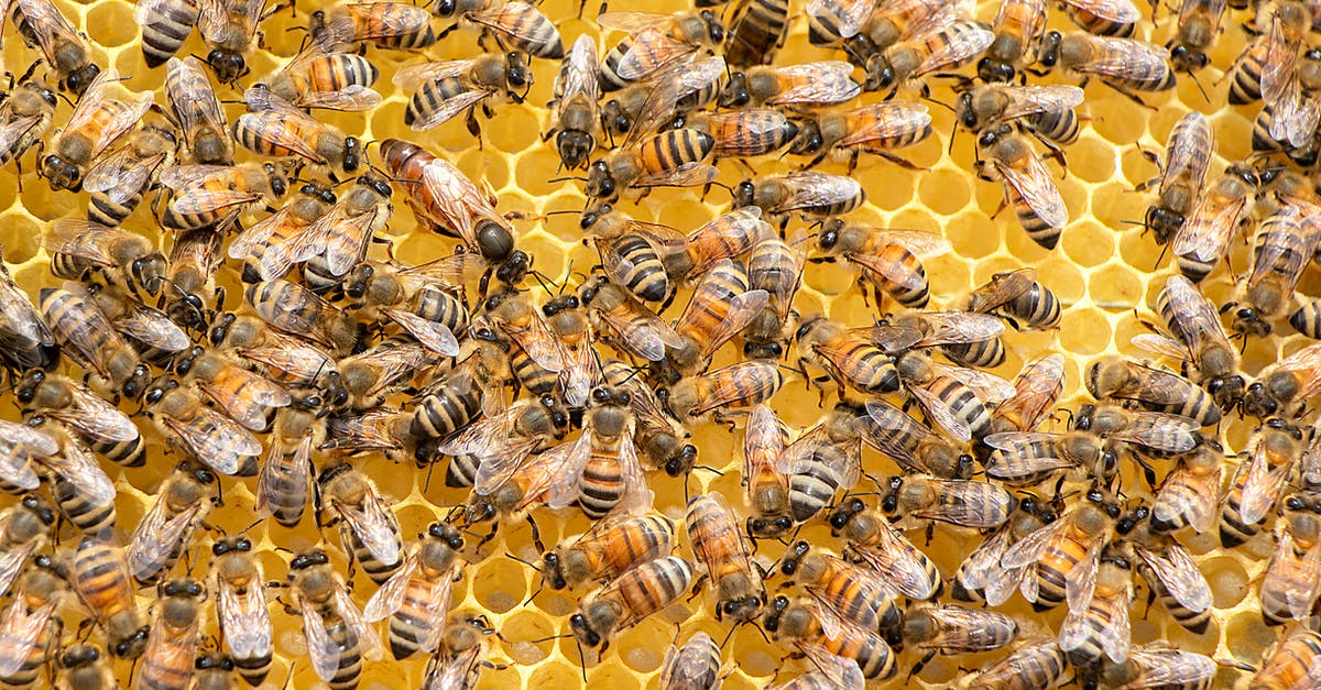 Is all bee's honey the same? - Swarm of Bees Is all bee's honey the same? - Swarm of Bees