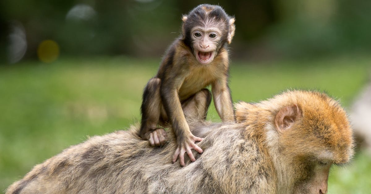 Is berbere supposed to be bitter? - Two Monkey on Grass Is berbere supposed to be bitter? - Two Monkey on Grass