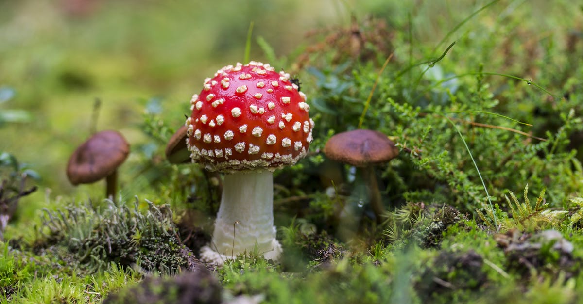 Is Black/Cloud Ear Fungus toxic? Ought I shun it? - Close-up of Fly Agaric Mushroom on Field Is Black/Cloud Ear Fungus toxic? Ought I shun it? - Close-up of Fly Agaric Mushroom on Field