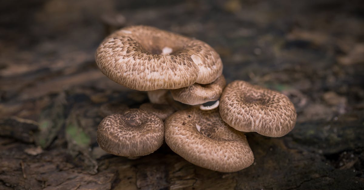 Is Black/Cloud Ear Fungus toxic? Ought I shun it? - Browm Mushrooms Is Black/Cloud Ear Fungus toxic? Ought I shun it? - Browm Mushrooms